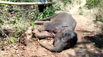 Elephant calf rescued at Pandakholo jungle