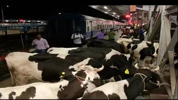 2 roughed up at Bhubaneswar station for transporting cows in train