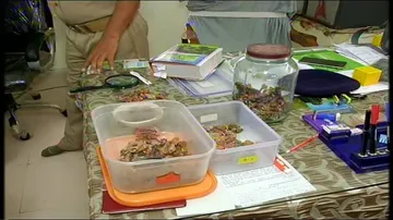 Wild animal parts racket busted in Odisha, one detained