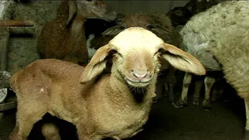 Of alien animals and black sheeps
