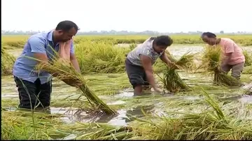 SRC gets crop loss reports; nil crop damage in 4 districts