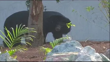 Birthday gift! Nandankanan gets a Himalayan Bear enclosure