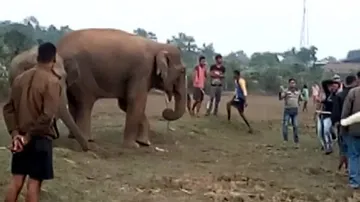 Risking life, youths have field day irritating jumbos