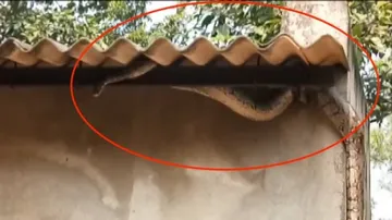 Python Rescued From Park