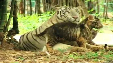 Perfect birthday! Tigress Ankita delivers two cubs at Nandankanan
