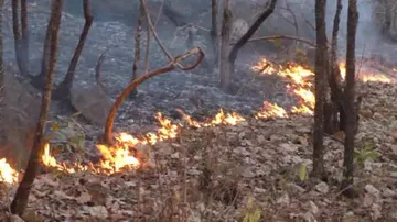 Major fire engulfs 30 forests in Boudh razing valuable trees