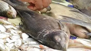 Traces of Formalin found in fish samples in Sambalpur