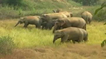 Speedy compensation to kin of elephant attack victims: PCCF