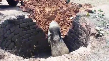 Elephant calf falls into well, rescued
