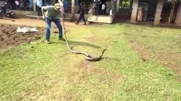 9-ft long King Cobra rescued in Odisha