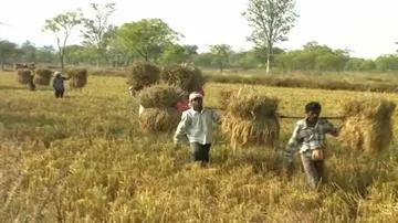 Significant fall in Odisha's paddy procurement
