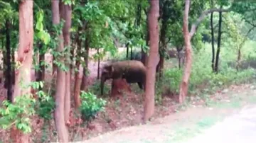 Elderly woman killed in elephant attack in Dhenkanal