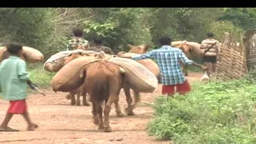 Of unmotorable terrains! Mules constant companions to ferry men, supplies in Malkangiri