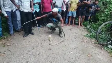 Bhadrak snake rescue ops: Three more adult cobras caught