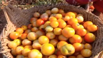 Distress sale leaving Odisha Tomato growers in dire straits