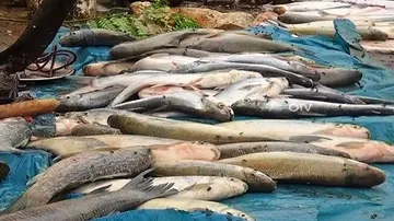 Formalin laced fish: Raids on fish markets, godowns in Sambalpur & Bolangir