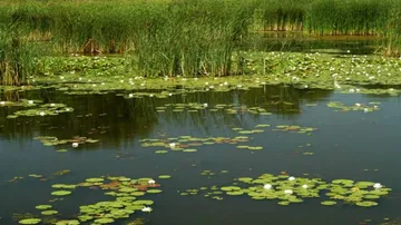 New wetland rules notified; states to make lists of wetlands