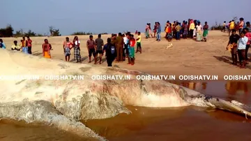 Dead whale shark washes ashore at Baidhara Pentha beach