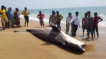 Dead whale shark washes ashore at Puri beach