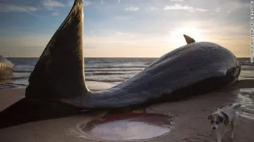 Giant dead whale removed from Australian beach