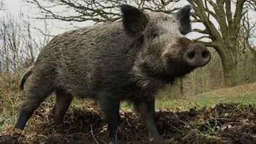 2 women among 5 injured in wild boar attack in Cuttack