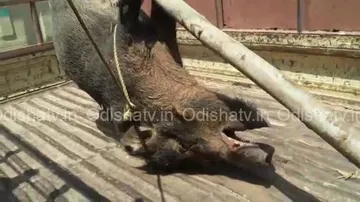 Kid among five hurt in wild boar attack in Bhubaneswar