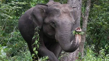 Man Vs Wild: 1 killed, another critical in jumbo attack