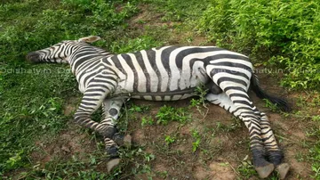 Nandankanan’s lone zebra dies due to suspected lightning