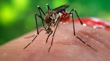 Relatives of Zika virus may cause birth defects