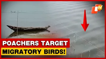 Poaching Concerns Rise At Chilika Lake As Migratory Birds Targeted