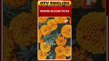 Bright Winter Blooms to Refresh Your Home Garden