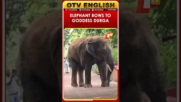 Elephant Bows Before Goddess Durga At Temple In Dhenkanal