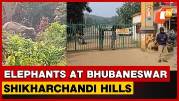 Elephants Spotted At Shikharchandi Hills; Shrine, Picnic Area Closed For Public Safety