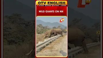 Elephants Spotted Crossing National Highway In Sambalpur | Odisha