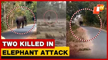 Tusker Tramples Two To Death In Odisha Village