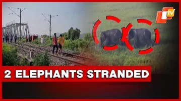 Two Elephants Stranded In Athagarh, Forest Dept Keeps Track On Movement | Odisha