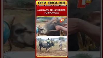 Jallikattu Bulls Trained In Tamil Nadu For Upcoming Pongal | OTV