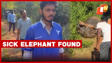 Ailing Elephant Found Near Bhubaneswar Outskirts; Forest Dept Begins Treatment