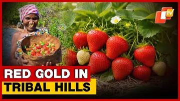 Strawberry Farming Brings New Hope To Odisha’s Tribal Farmers