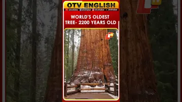 General Sherman: The World’s Largest And Oldest Tree On Earth