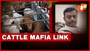 Cattle Mafia's Balasore Link Under Scanner