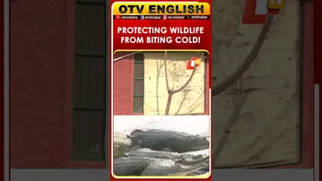 Jaipur: Special Arrangements Made At Nahargarh Biological Park To Protect Wildlife From Cold Wave