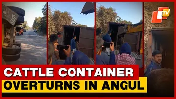 Cattle-Laden Container Overturns In Angul, 35 Cattle Dead