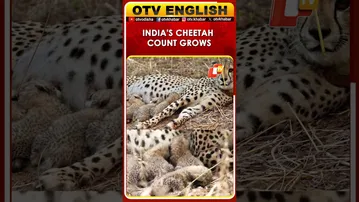 Kuno National Park Announces New Cheetah Cub, India Count Hits 39 | OTV