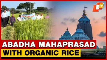 Organic Rice To Be Used In Abadha Mahaprasad At Puri Jagannath Temple I Odisha
