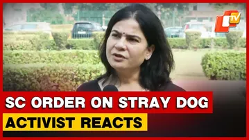 Animal Rights Activist Calls SC Order On Stray Dogs In Delhi-NCR ‘Unrealistic & Problematic’