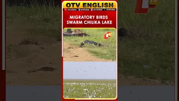 Over 2 Lakh Migratory Birds Of 87 Species Flock To Odisha’s Chilika Lake