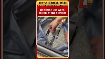 Passenger From Bangkok Caught Smuggling Hydroponic Weed At Delhi Airport