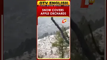 Snow Covers Apple Orchards In Himachal Pradesh's Shimla District
