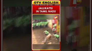 Jallikattu Underway In Tiruchirappalli; Deputy CM Inaugurates Arena